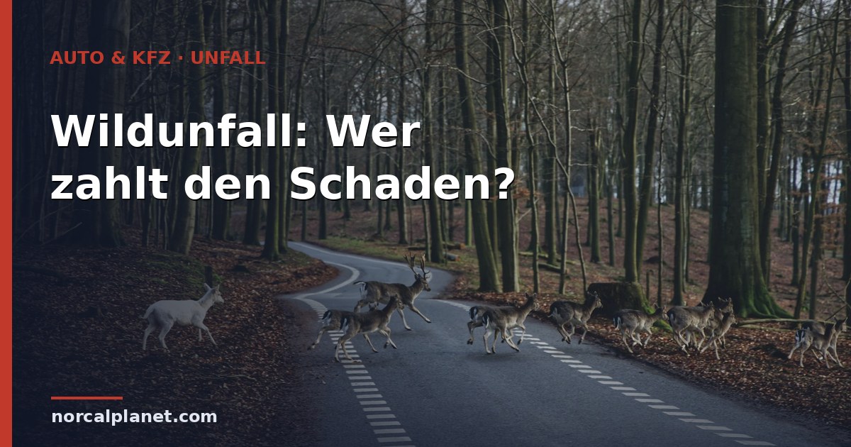 wildunfall wer zahlt